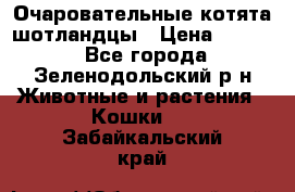 Очаровательные котята шотландцы › Цена ­ 2 000 - Все города, Зеленодольский р-н Животные и растения » Кошки   . Забайкальский край